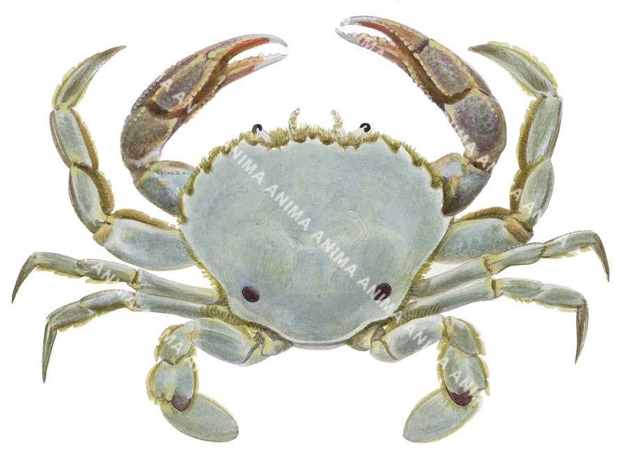 Illustration of a sand crab with alight green body and orange coloured claws on a white background.
