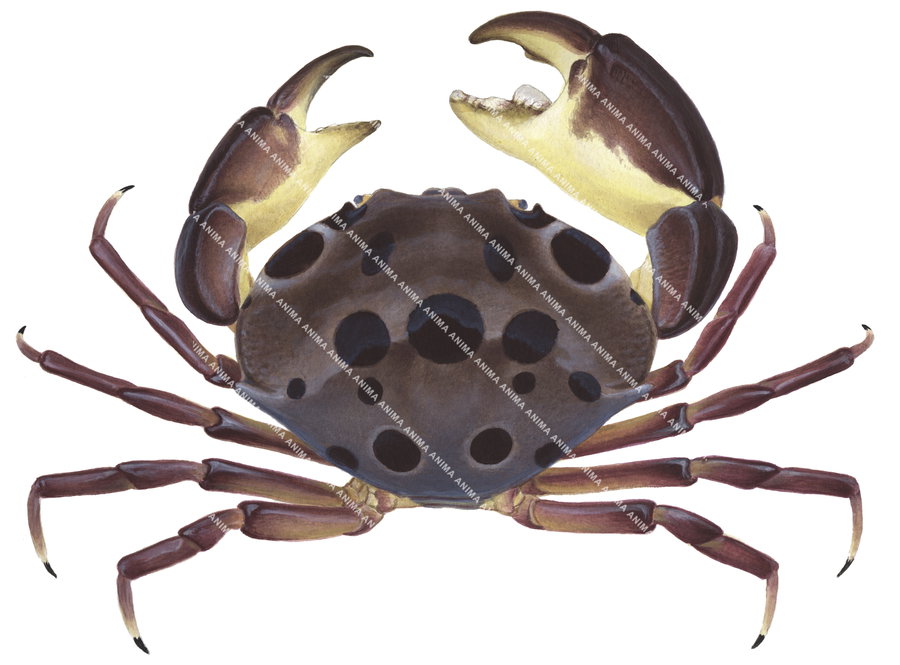 An accurate and detailed illustration of the Seven Eleven Crab displayed on white background , its carapace is brown colour with large black spots, its two large claws are brown and yellow colour.