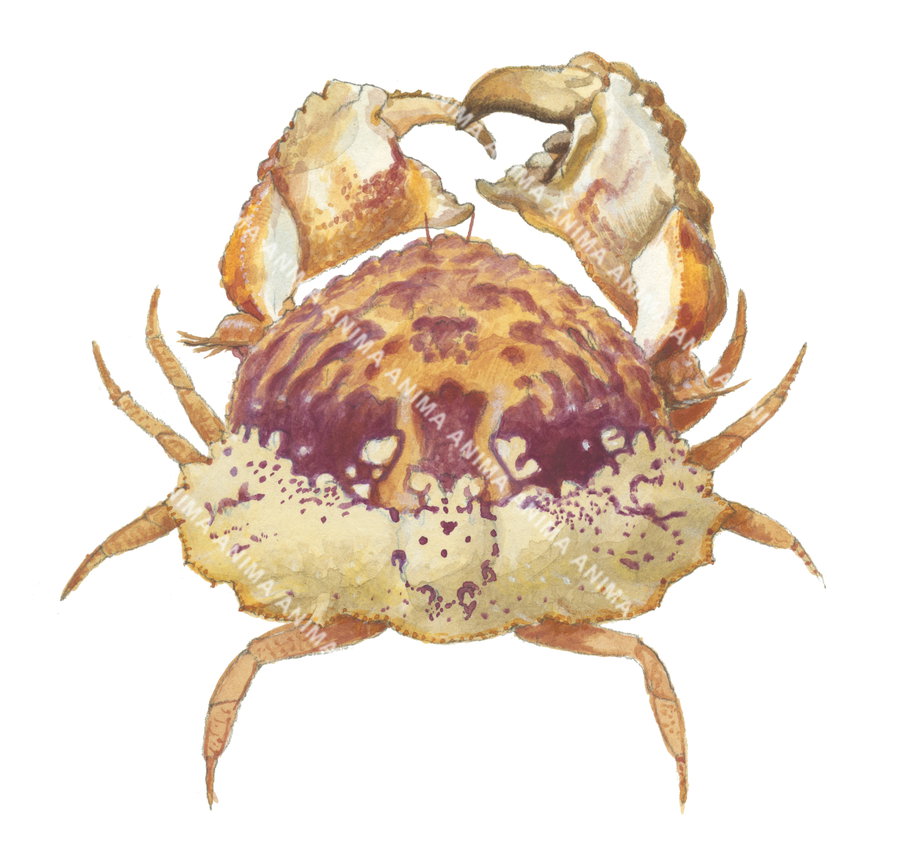 Shamefaced Crab,Calappa undulata