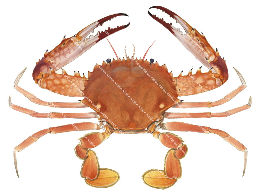 A detailed illustration of a Swimmer Crab with a predominantly orange colour and some details in darker orange and brown shades.