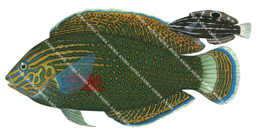 Dusky Wrasse, Adult and Juvenile