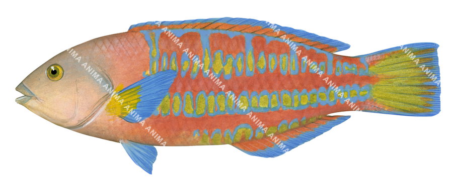 Ladder Wrasse