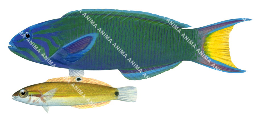 Moon Wrasse-3,Adult and Juvenile