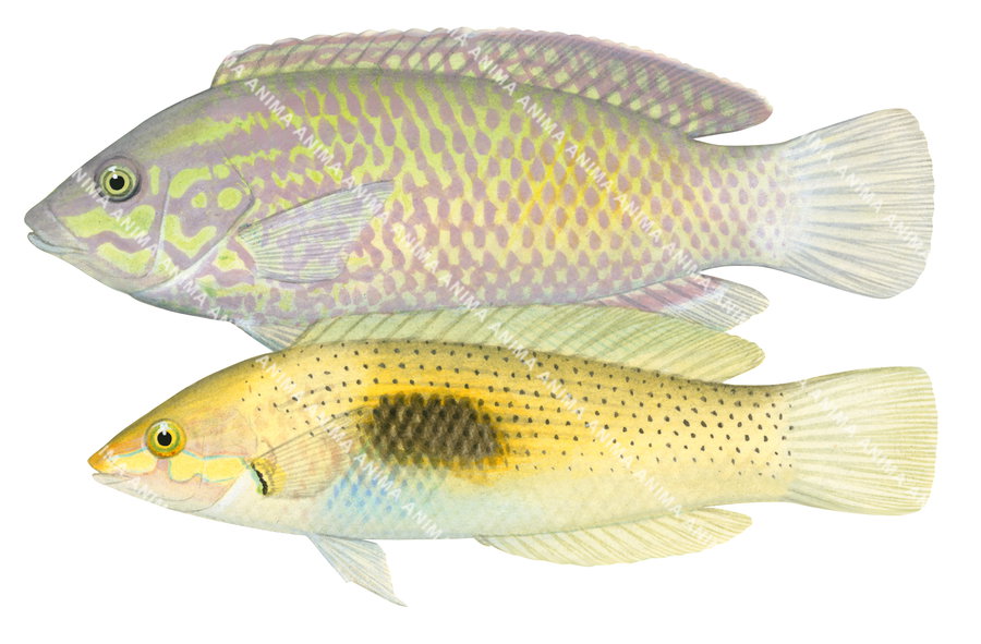 Pastel-green Wrasse,Male and Female