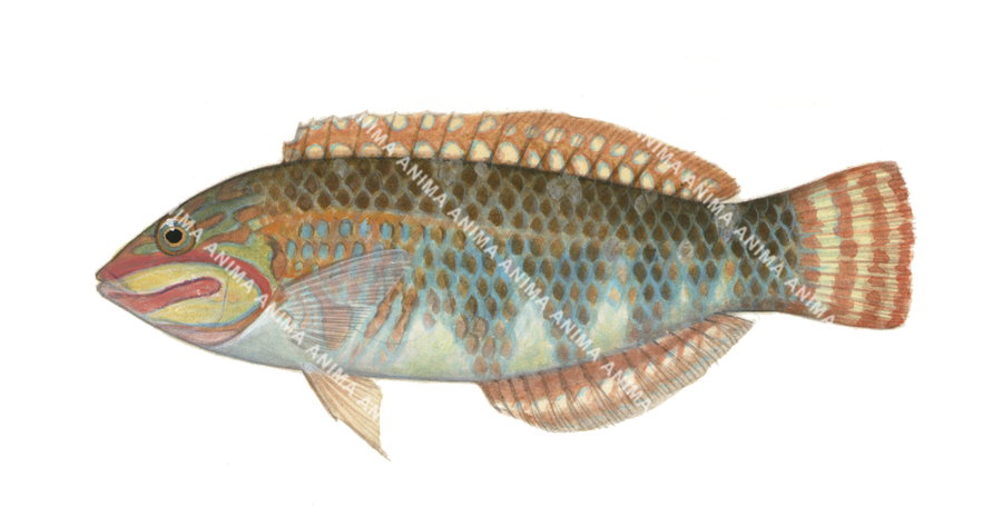 Pearly Wrasse-3
