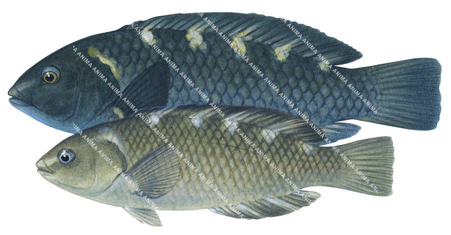 Purple Wrasse-2,Male and Female