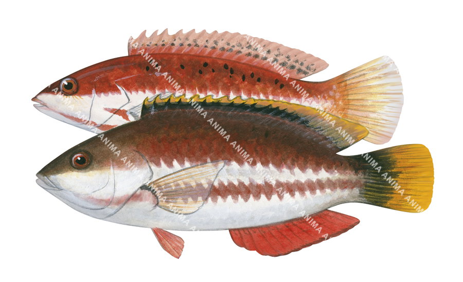 Redband Wrasse,Male and Female