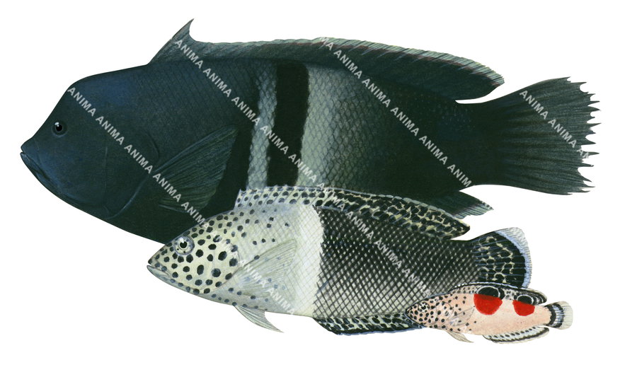 Redblotched Wrasse-3,Male,Female and Juvenile