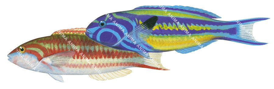 Red-ribbon Wrasse,Male and Female
