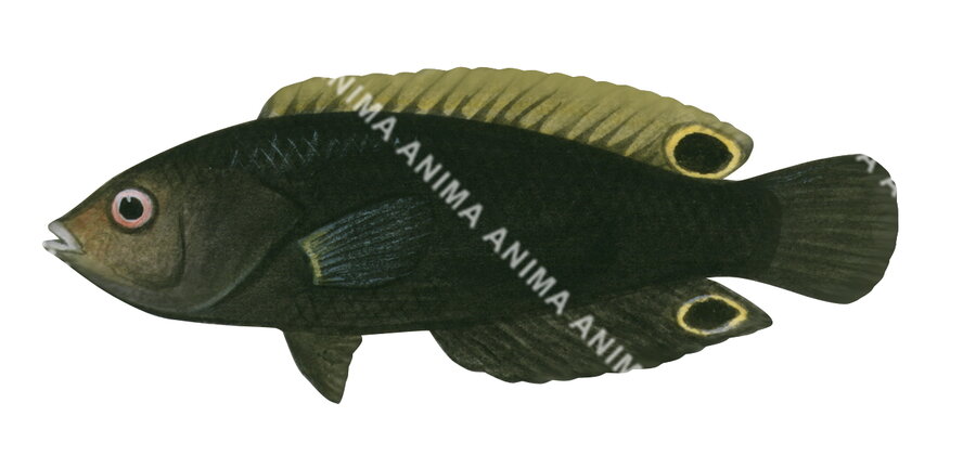 Scribbled Wrasse-1 Juvenile