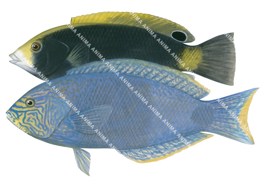 Scribbled Wrasse-2 Male and Female