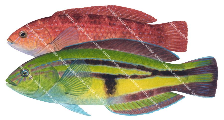 scientific, realistic and accurate illustration of the Senator Wrasse, male and female, side view, the female mostly red body colour and the male, green, yellow, blue colouring.