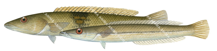 Sharpnose Wrasse-2 Male and Female