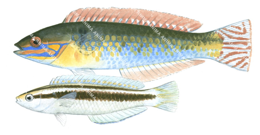Shoulderspot Wrasse-2 Male and Female