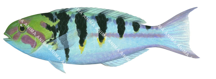Sixbar Wrasse-1