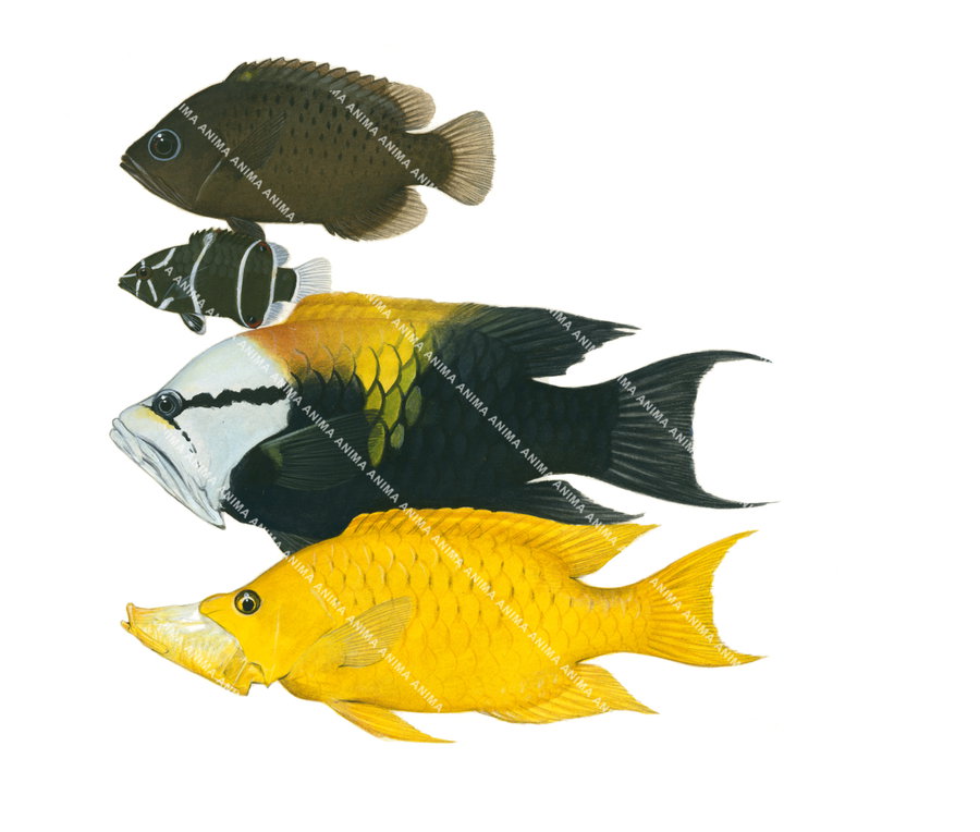 A scientific illustration of male and female Slingjaw Wrasse and two juveniles, displayed against a white background. The fish have vibrant yellow and black colours, capturing the detailed underwater style of Roger Swainston.