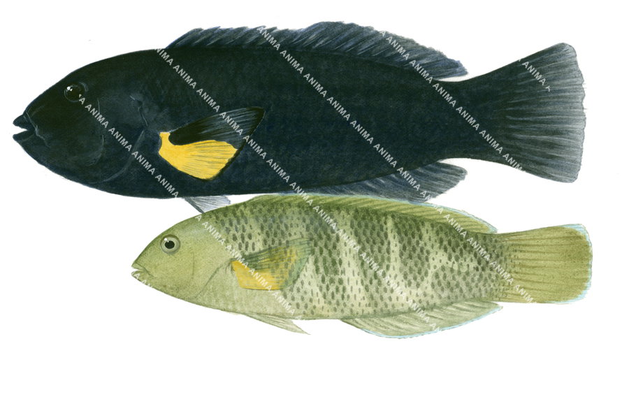 Solarfin Wrasse-2,Male and Female