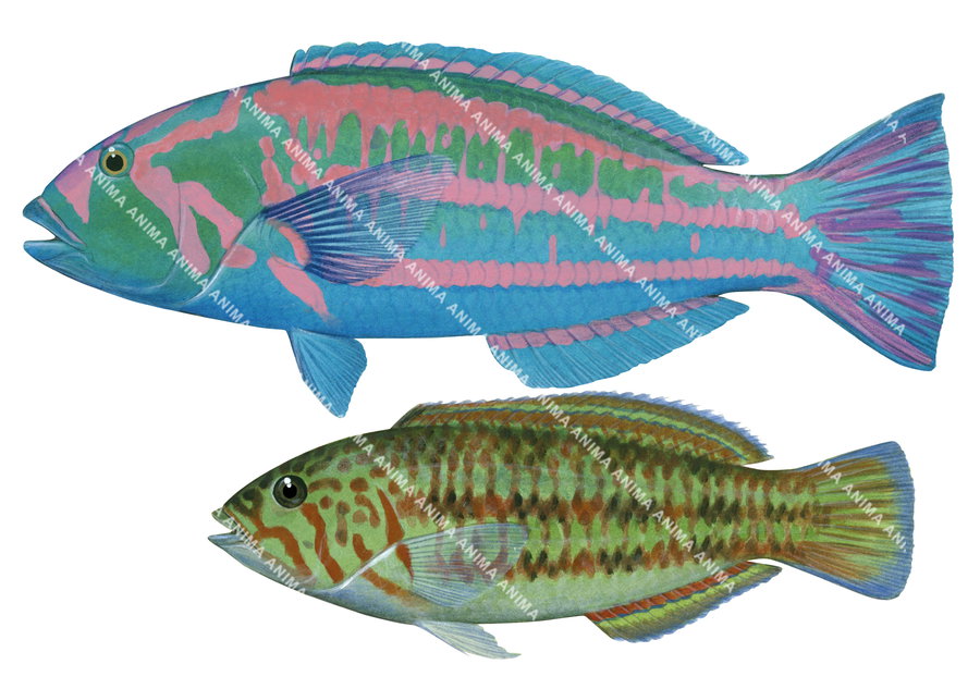 Surge Wrasse-3,Male and Female