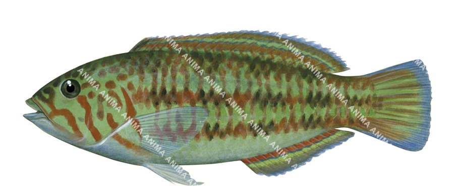 Surge Wrasse-3,Female