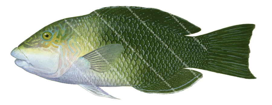 Thicklip Wrasse-3