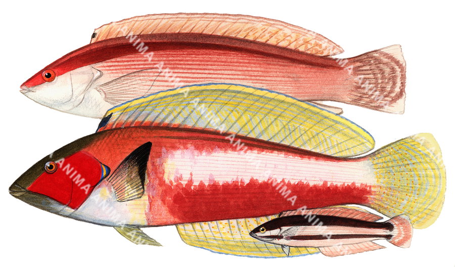 Western King Wrasse-3 Adults and Juvenile