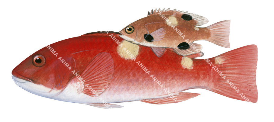 Western Foxfish-2,Adult and Juvenile