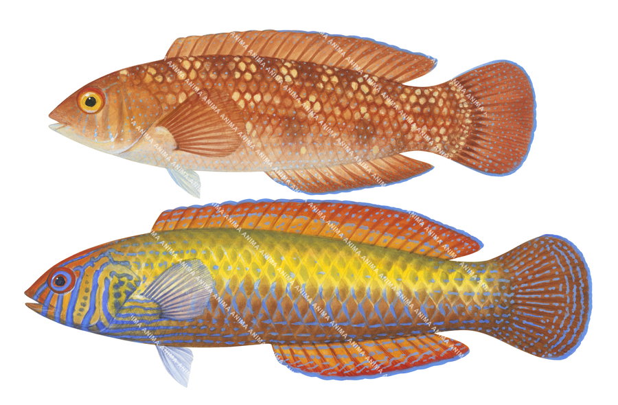 Braun's Wrasse Male and Female