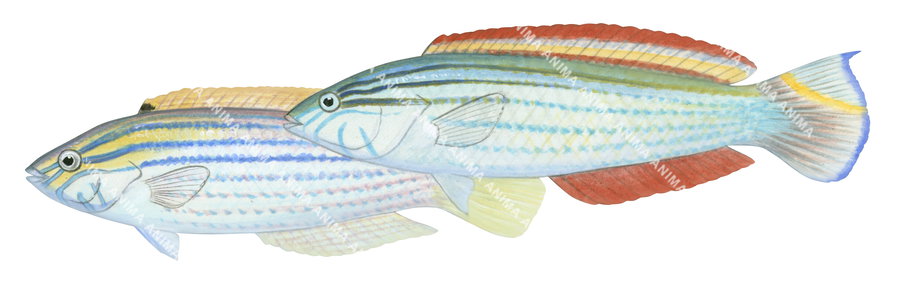 Painted Rainbow Wrasse,Male and Female