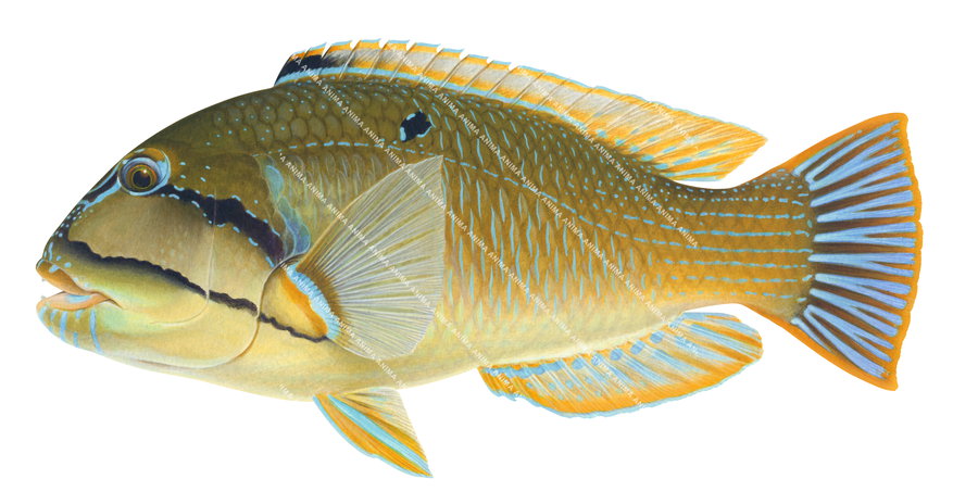 An accurate illustration fish Illustration of the Bluespotted Tuskfish, white background, colourful, side view,capturing the detailed underwater style of roger swainston.