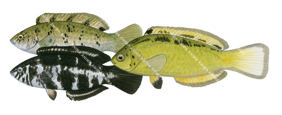 Castelnau's Wrasse,Adults