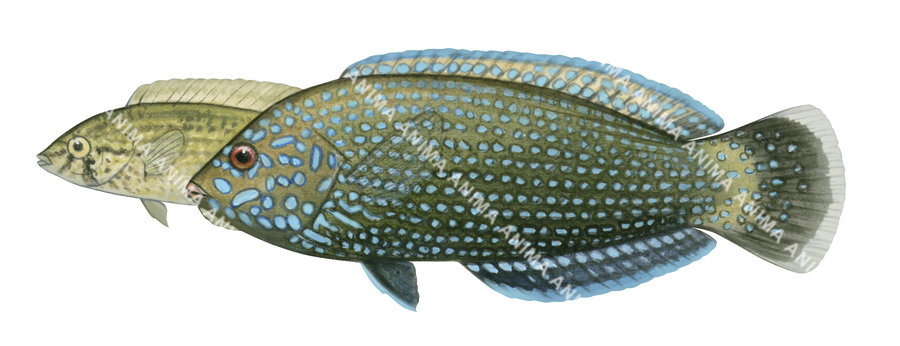 Diamond Wrasse,Adult and Juvenile