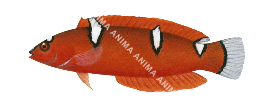 Clown Wrasse,Juvenile