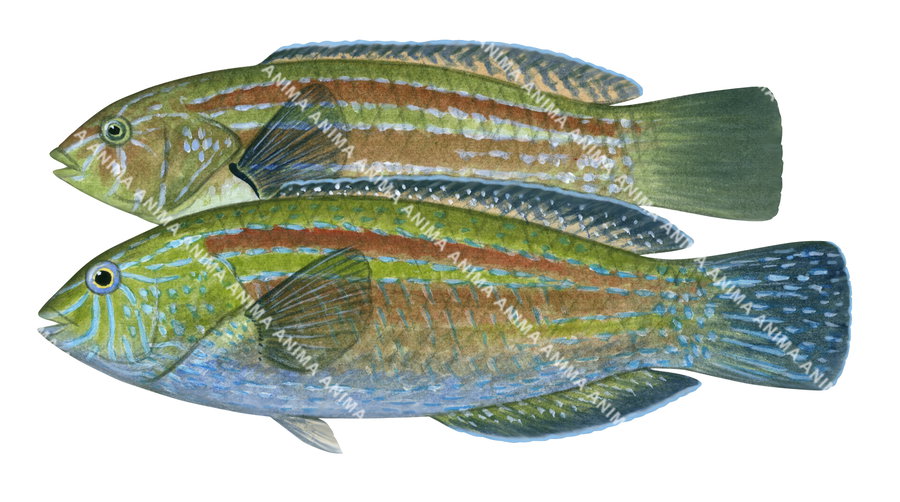 False Senator Wrasse Male and Female