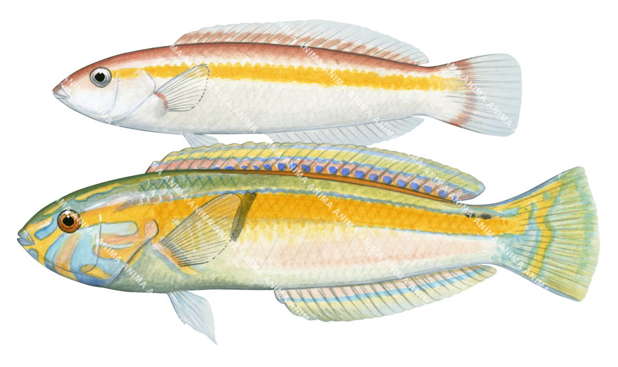 Orangeline Wrasse,Male and Female