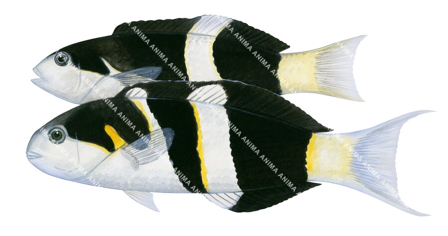 Jansen's Wrasse-1 Male and Female