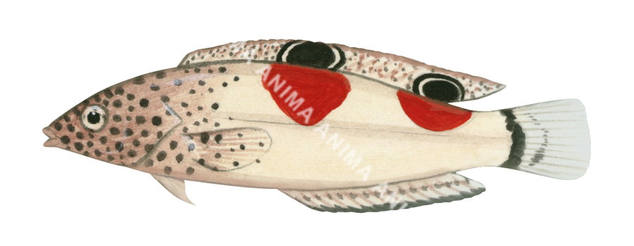 Redblotched Wrasse-1,Juvenile