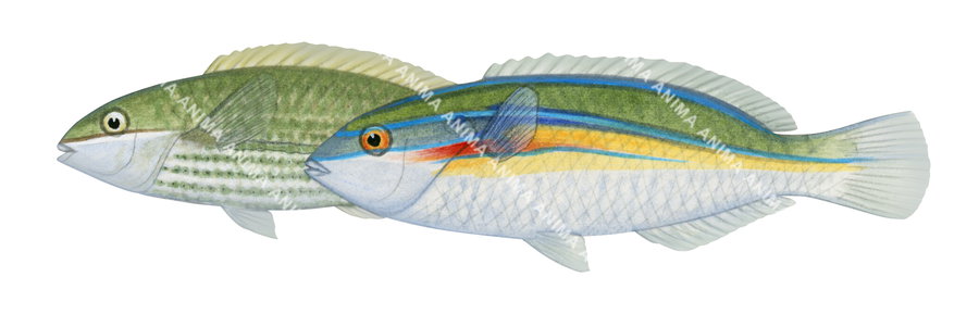 Silverstreak Wrasse-2 Male and Female