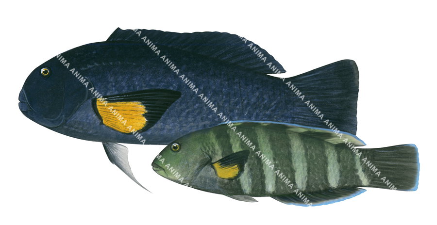 Solarfin Wrasse-1,Male and Female