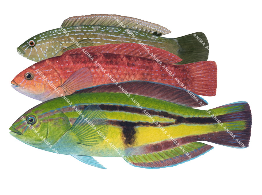 Senator Wrasse-1 Male Female and Juvenile