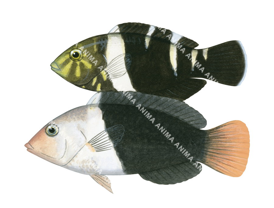 Thicklip Wrasse-1,Male and Female