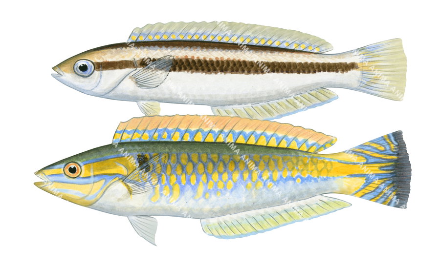 Shoulderspot Wrasse-1 Male and Female