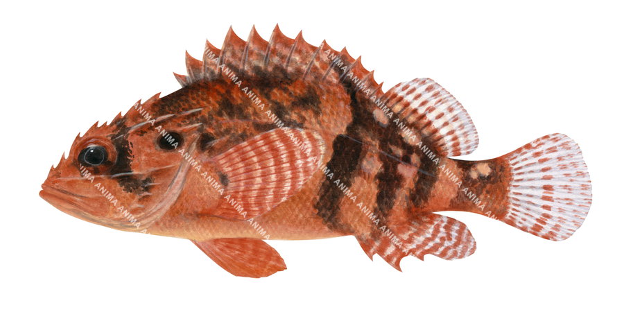 Steene's Scorpionfish