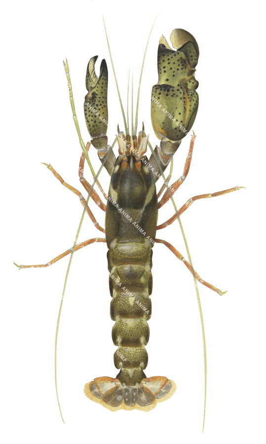 A detailed illustration of a greenish brown-colored Pistol Shrimp on white background and dorsal view. Its has one oversized claw.