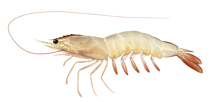 An illustration of a red leg banana prawn, with a pale orange body and dark orange-tipped legs, lateral view and white background.