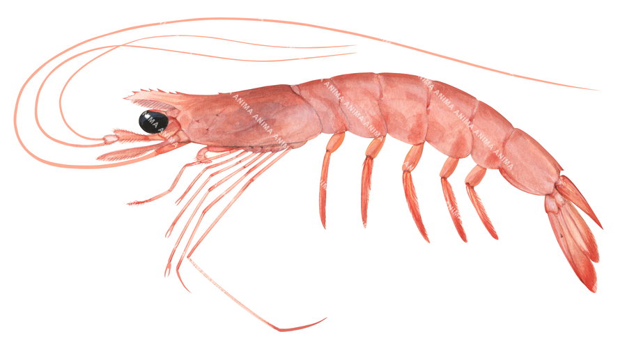 An illustration of a red royal prawn, Haliporoides sibogae, with red and pink coloration on a white background.