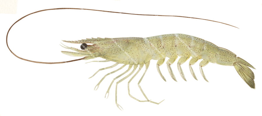 A detailed illustration of a School Prawn shown in profile against a white background with fine anatomical details.