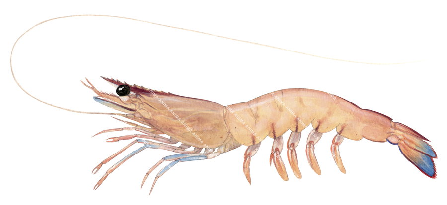 A western king Prawn displayed on white background, its body is pink and has a vibrant blue tail colour,