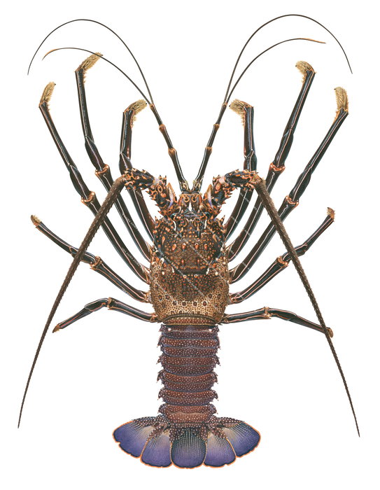 An accurate illustration of the Brown Rock Lobster with a detailed, textured body against a white background.