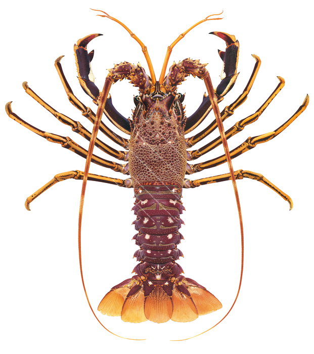 A detailed illustration of a European Rock Lobster, with a focus on its body and claws all mainly orange and brownish colours.