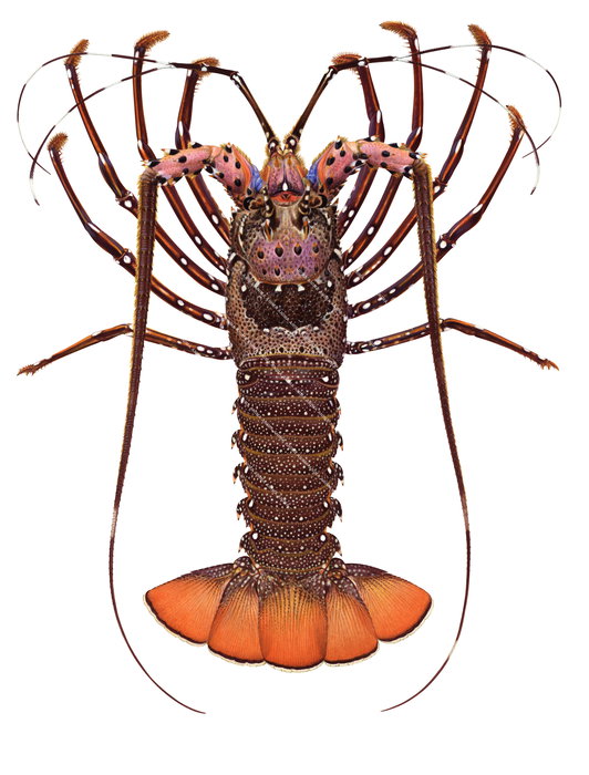 An illustration of a longlegged rock lobster with brown and orange colouring, dorsal view against a white background.
